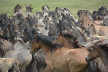 Close-Up Of Horses On Field