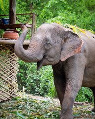 Fototapeta premium Beautiful young Asiatic Elephants at a Thai sanctuary near Chiang Mai, Thailand. Elephants feeding on sugar cane stalk and playing in the nearby river. Animals saved from poaching and injury