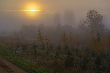 Fototapeta na wymiar fog, sunrise view of the forest in autumn, small Christmas trees and birches in the foreground