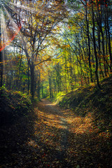 Fototapeta na wymiar sun rays in beautiful autumn forest 