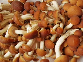 Wicker tray with variety of raw mushrooms on wooden table