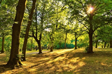 Summertime in the park.