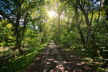 sun rays in green forest