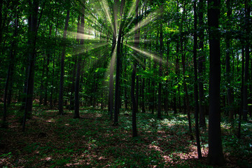 Fototapeta na wymiar sun casting beautiful rays of light through the branches in the green spring forest.