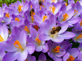 springtime - Biodiversity, purple crocuses with bees, flies and beetles