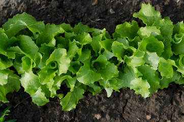 Growing bio lettuce in the northern Bulgaria in the summer