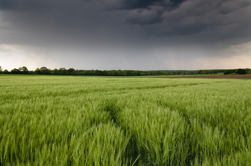 Close up to the agriculture field in the storm