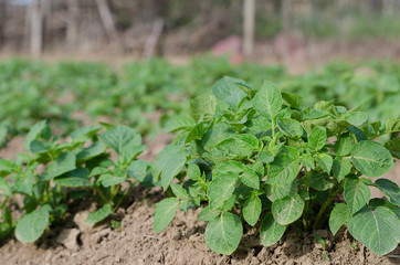 Growing bio potatoes in the northern Bulgaria in the summer