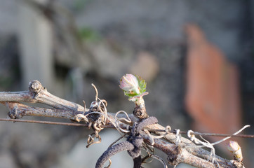 Growing bio grapes in the northern Bulgaria in the summer