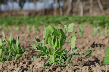 Growing bio pea in the northern Bulgaria in the summer