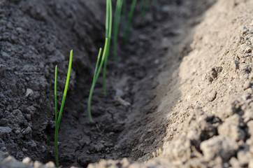 Growing bio leek in the northern Bulgaria in the summer