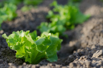 Growing bio lettuce in the northern Bulgaria in the summer