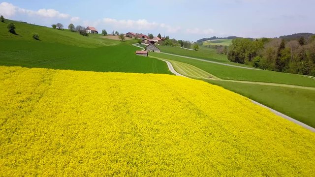 vol &agrave; reculons avec un drone au-dessus d'un champ de colza jaune au soleil dans la campagne suisse romande du canton de Vaud en Suisse