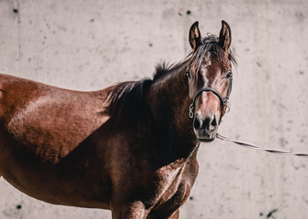 Beautiful bay horse on a walk