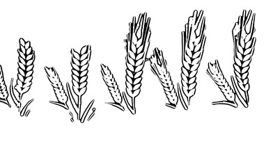  wheat on white background