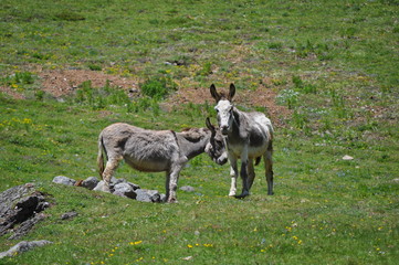 Obraz premium grazing animals immersed in the beautiful valleys of the valtellina in the lombardy italian region