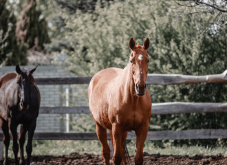 Fototapeta premium Beautiful horses walk in the paddock