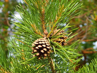 Cone on a green pine branch.