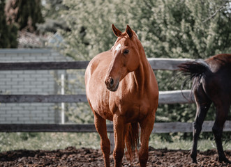 Naklejka na ściany i meble Beautiful horses walk in the paddock