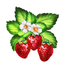 Watercolor illustrations with strawberries isolated on the white background: berries, flowers and leaves