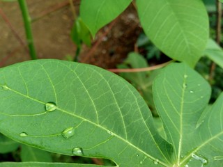 green cassava (Manihot esculenta) leaf natural background, tropical leaf, in the nature background