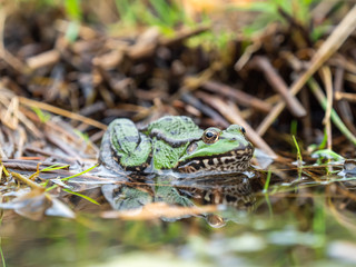 Marsh frog ( Pelophylax ridibundus )  in water