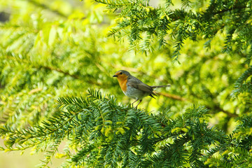 Ein Rotkehlchen sitzt im Sommer auf den grünen Zweigen eines Busches, Erithacus rubecula