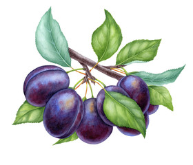 Watercolor illustrations with plums isolated on the white background: fruits, branch and leaves