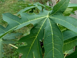 Green papaya leaves (Carica papaya) in the nature backgorund