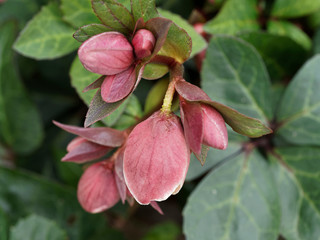 (Helleborus x glandorfensis) Winterblüher Christ-und Lenzrosen oder Hybridsorte Schneerosensorten...