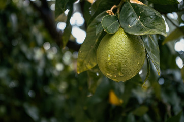 Single green lemon on the tree, copy space