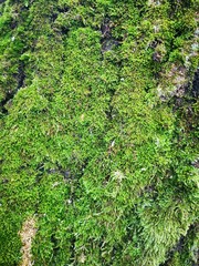 Fototapeta na wymiar Green moss on the tree on background