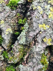 Moss on wooden tree on tree bark