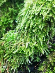 green grass background