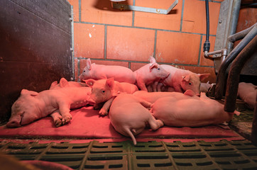 Kleine Ferkel schlafen und dösen im Ferkelnest unter einer Wärmelampe