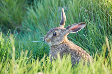 Brown Hare in Kent