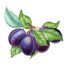 Watercolor illustrations with plums isolated on the white background: fruits, branch and leaves - 320095647