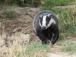 Badger (meles meles) out in the daytime