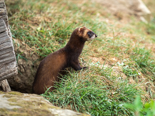Polecat Looking out of a Tunnel.