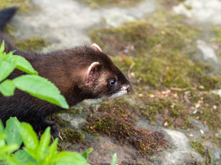 Polecat Looking out of a Tunnel.