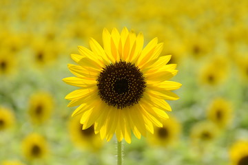 sunflower