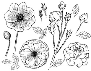 Naklejka premium Hand drawn roses flower, anemone isolated on white background. Set of elements. Vector illustration. Perfect for invitation, greeting card, fashion print, poster for textiles, design, coloring book.