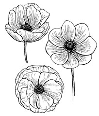 Hand drawn anemone flower isolated on white background. Set of elements. Vector illustration. Perfect for invitation, greeting card, fashion print, banner, poster for textiles, design, coloring book.