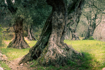 Olivenbaum grün
