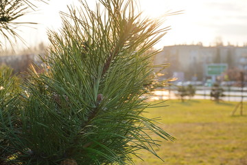 Green pine branches silhouette against the sky and the setting sun, iridescent needles in light.