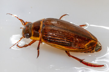 Dytiscus, sympathetic adult, nymph with powerful jaws