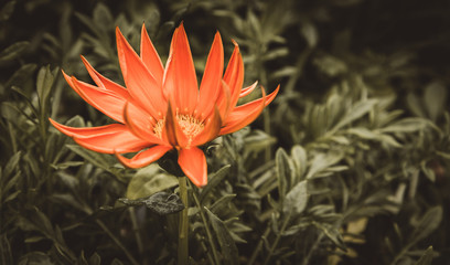 Orange Flower in the Garden