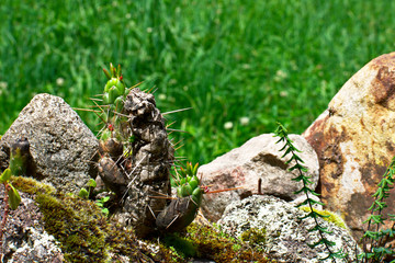 Decaying Eves Needle cactus in Huascarán National Park