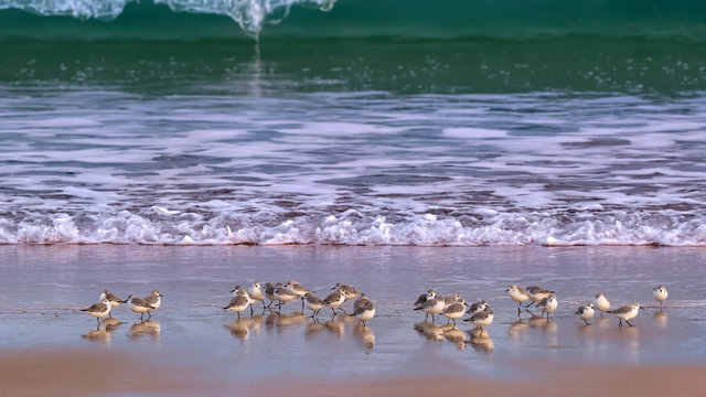 Sanderlings on a shore, some with heads under their wings, with surf breaking against the shore and a large wave about to break in the background.