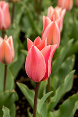 a field of beautiful salmon colored tulips